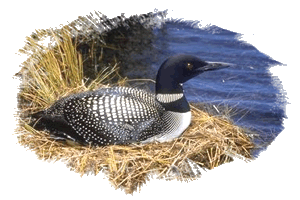 Yellowstone Loon
